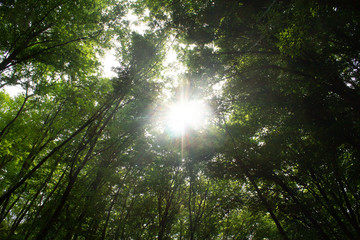 Fototapeta na wymiar the sun through the trees