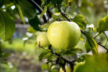 Fresh organic orchard full of riped green apples before harvest