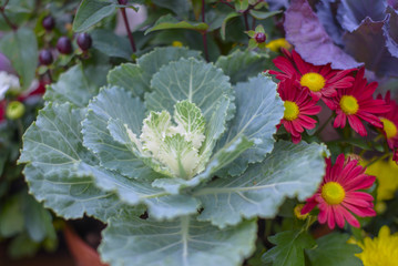 autumn bouquet with decorative cabbage