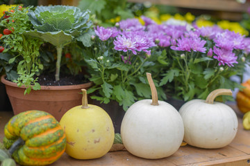Autumn harvest of pumpkins. Autumn still life with colorful pumpkins on wooden table. 