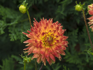 Dahlia cactus aux fleurs de couleur rougeâtre avec du jaune au centre