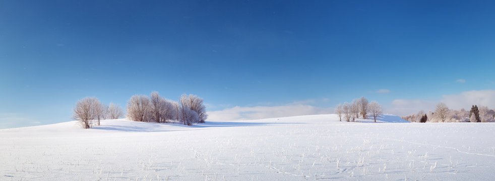 Beautiful Trees In Winter Landscape In Early Morning In Snowfall