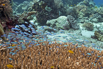 Fototapeta na wymiar Young fish in the reef, Jungfische im Korallenriff