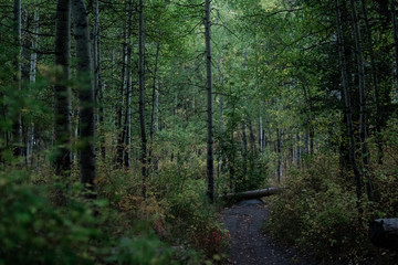 Hiking Trail Through an Aspen Forest in the Fall