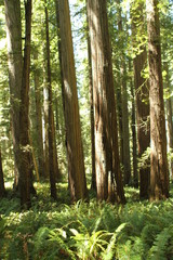 Redwoods