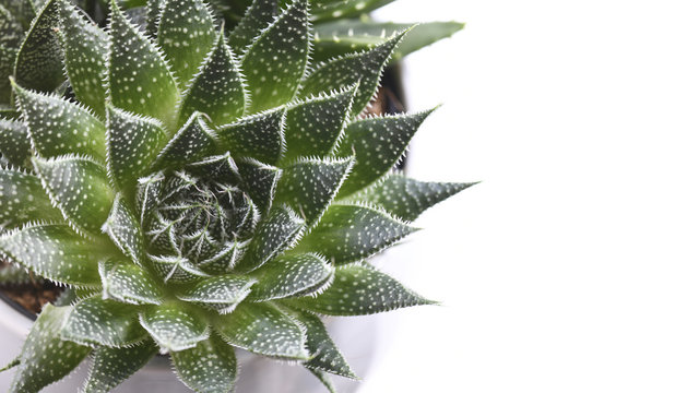 succulent plant background