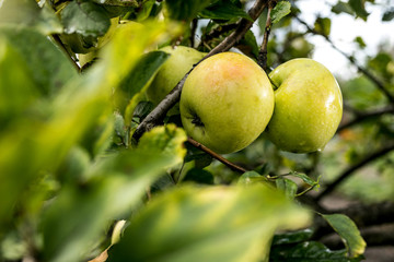 Fresh organic orchard full of riped green apples before harvest