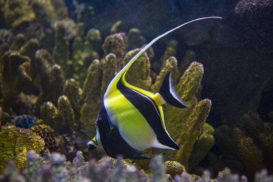 Moorish idol