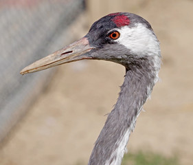 the beautiful bird's head
