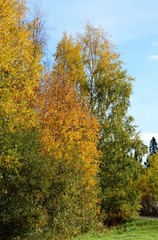 trees in autumn