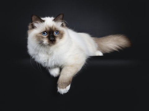 Adorable excellent seal point Sacred Birman cat kitten laying down side ways, looking beside camera isolated on black background with paws hanging down from edge