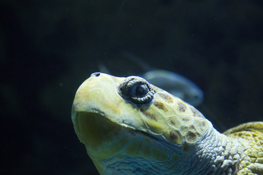 Green sea turtle