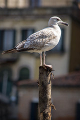 seagull on post