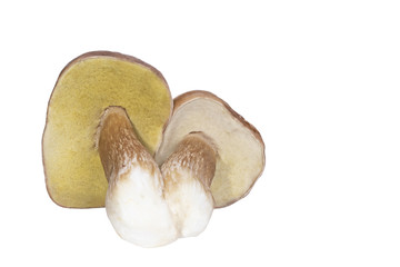 Two mushrooms isolated on white background.  Twins Boletus edulis ( penny bun, cep or porcini).