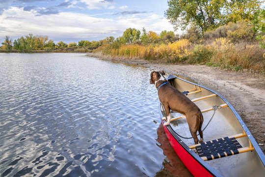 pit bull terrier in a red canoe