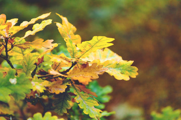 yellow autumn oak leaves on a branch, toned