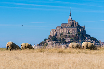 Moutons dans la baie du mont saint michel