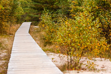 wooden walkway in the autumn forest