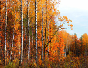 Autumn forest