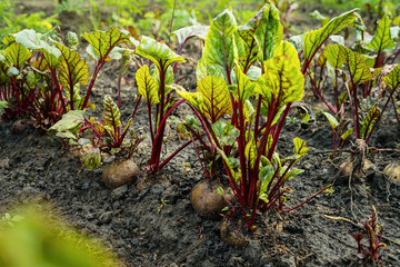 Beetroot in a vegetable garden