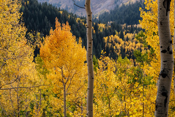 Details of Aspen and Pine Forests in the Mountains with Yellow Leaves in the Fall in Utah