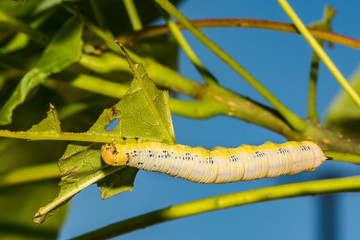 Catalpa Sphinx Caterpillar (Ceratomia catalpae)