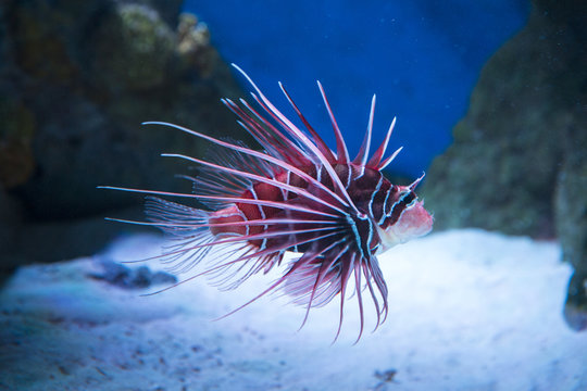 African lionfish