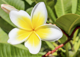 Fototapeta na wymiar Magnolia flower.