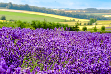 Farmhouse and its fields of lavender plantations, Cotswolds, England, UK