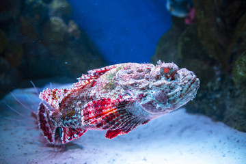 Red scorpionfish