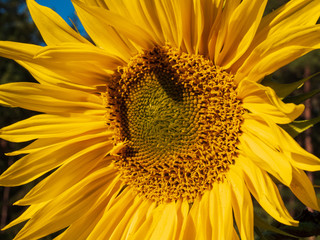 yellow colored sun flowers at a bavaria field with blue sky and sun