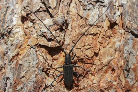 Monochamus sutor. Black beetle with long antennae.