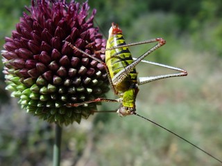 Grasshopper on wild onion (Allium schoenoprasum)