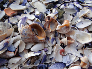 Sea objects - conch and shells - vacation background