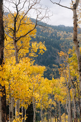 Details of Aspen and Pine Forests in the Mountains with Yellow Leaves in the Fall in Utah