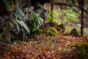 Autumn nature in a coniferous forest in Russia in Siberia in bokeh abstract natural backgrounds