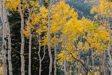 Details of Aspen and Pine Forests in the Mountains with Yellow Leaves in the Fall in Utah