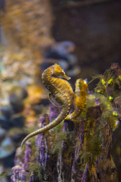 Seahorse