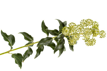 Flowering ivy, branch with inflorescences and green leaves, isolated on white background