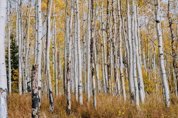 Grove Details of Aspen Trees with Yellow Leaves in the Fall in Utah