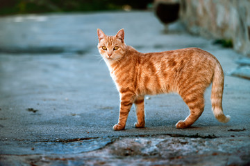 Fototapeta premium STREET CAT