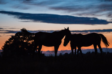 Chevaux au coucher de soleil