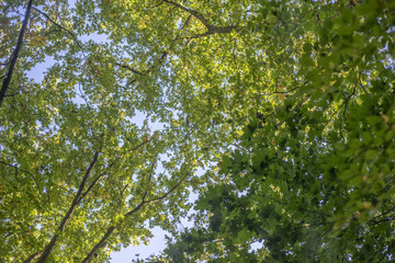 Blätter am Baum