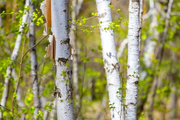 Fotobehang closeup white birch tree in the forest © Yuriy Kulik