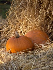 Pumpkins in straw