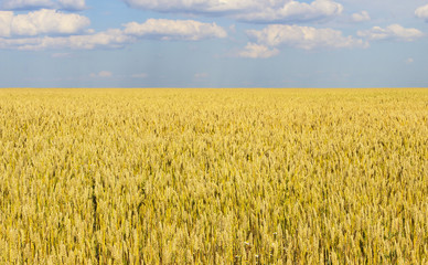 Wheat field