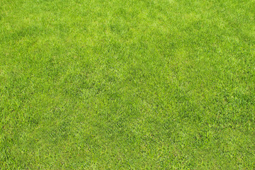 Obraz na płótnie Canvas Tonsure lawn