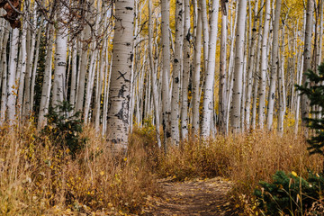Grove Details of Aspen Trees with Yellow Leaves in the Fall in Utah