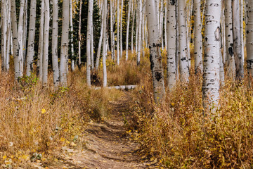 Hiking Trail Through a Grove of Aspen Trees with Yellow Leaves in the Fall in Utah