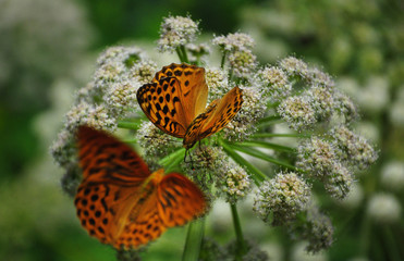 Two orange butterflies on a white flower one in focus  